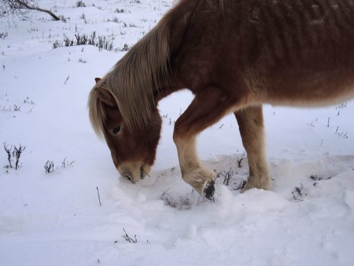 雪を掘って草を食べているモンゴルの馬